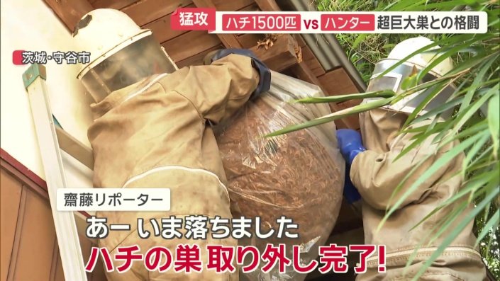 大きなハチの巣が軒下から取り外される