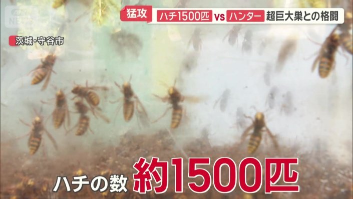 ハチの数はおよそ1500匹