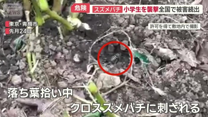 スズメバチに襲われる被害が発生