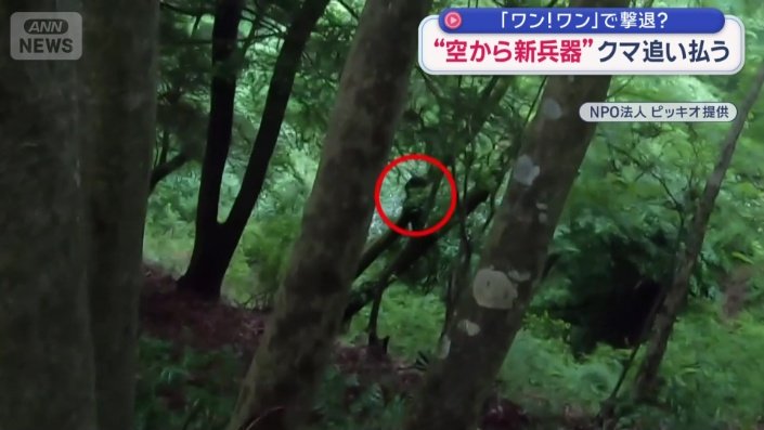 “ベアドッグ”がクマを追い立てる様子