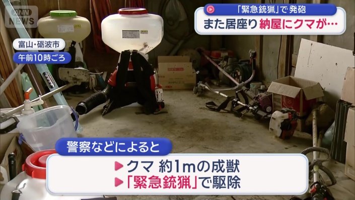 クマはおよそ１メートルの成獣