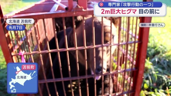 苫前町でも巨大なクマが捕獲