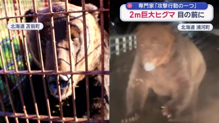 苫前町のヒグマと浦河町のヒグマ