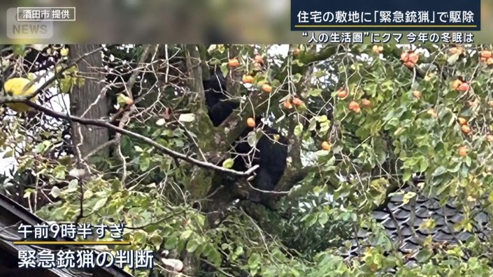 緊急銃猟の判断