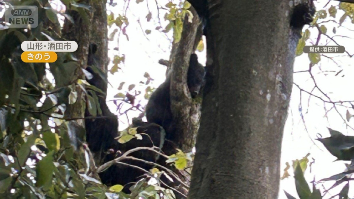 「緊急銃猟」クマ4頭　柿の木登り緊迫　ドローンで空から「犬の鳴き声」
