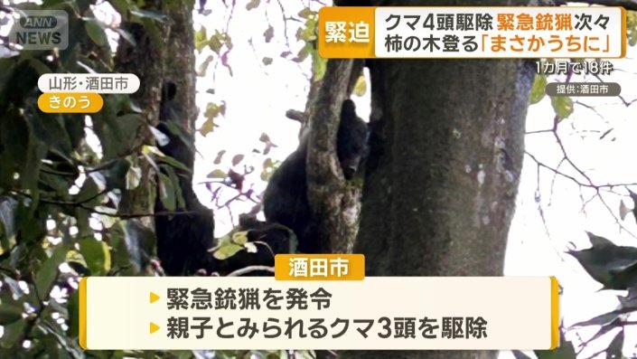 山形県酒田市で「緊急銃猟」を発令　親子とみられるクマ3頭を駆除