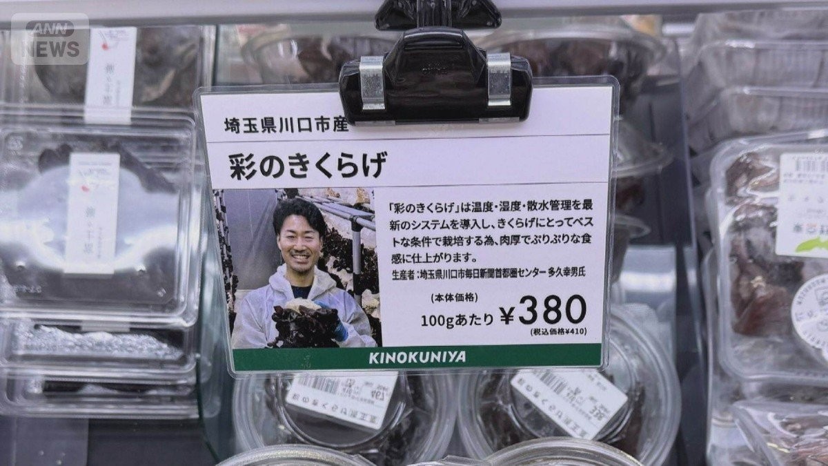 新聞印刷工場でキクラゲ栽培　空きスペース活用　スーパーやホテルに納品