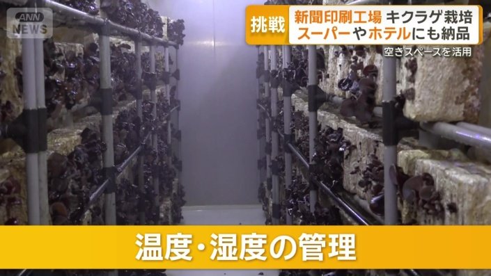 キクラゲ栽培に欠かせない温度・湿度の管理