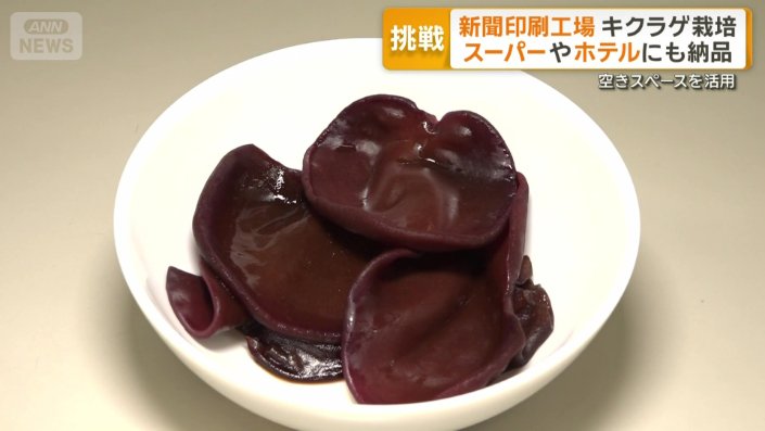 肉厚で大きいプリプリ食感のキクラゲ