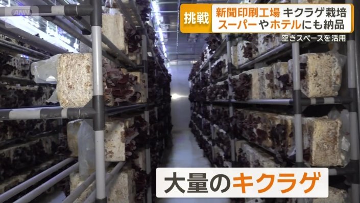 部屋いっぱいに広がる大量のキクラゲ