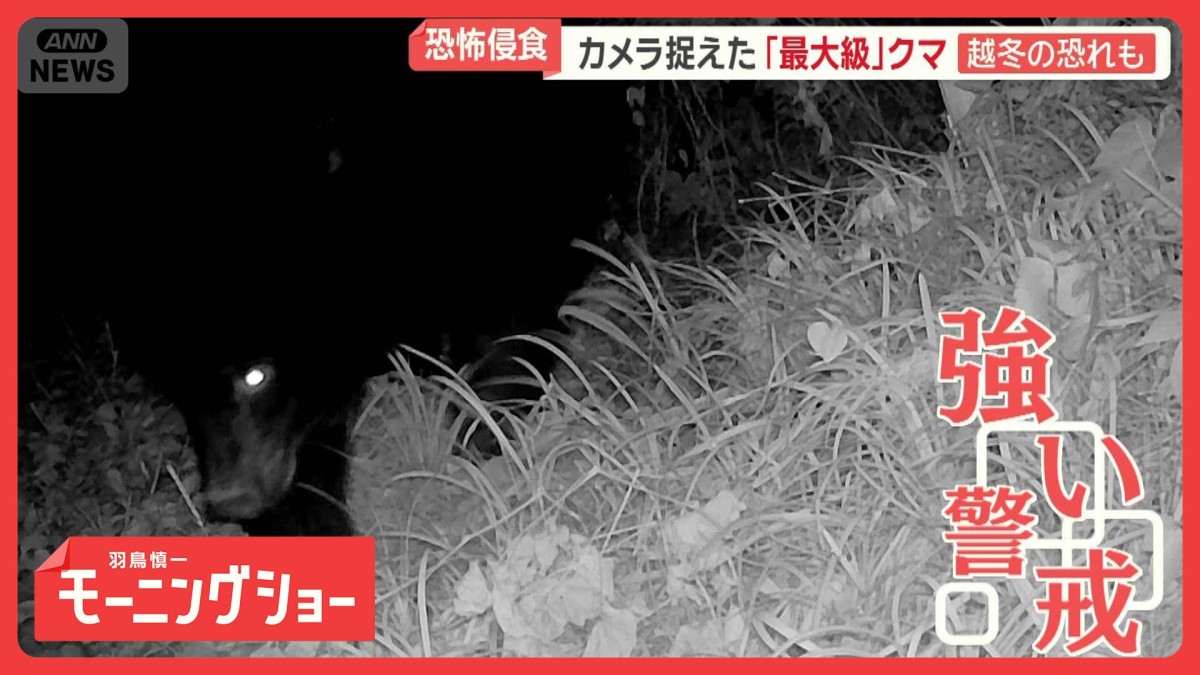 リンゴ食べ…カメラの向きを変える“最大級”クマ　教育現場困惑、まるで「コロナ禍」群馬・富山・秋田