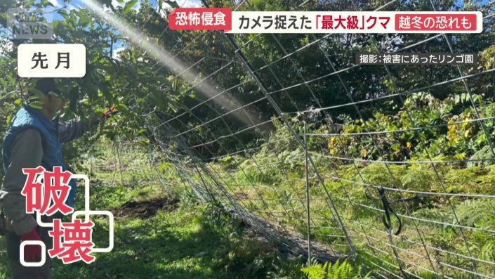 別のリンゴ園では…