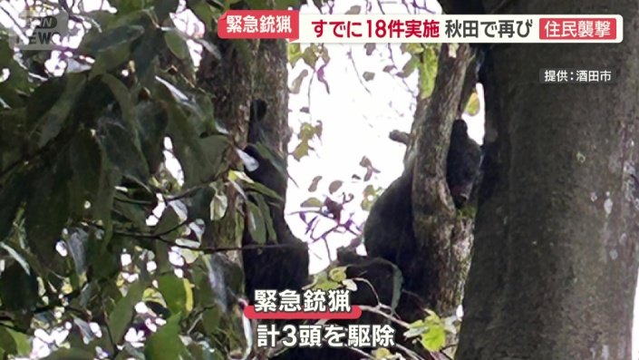 市長が緊急銃猟を許可