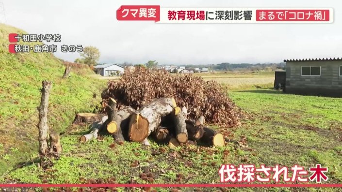 先月伐採を決断