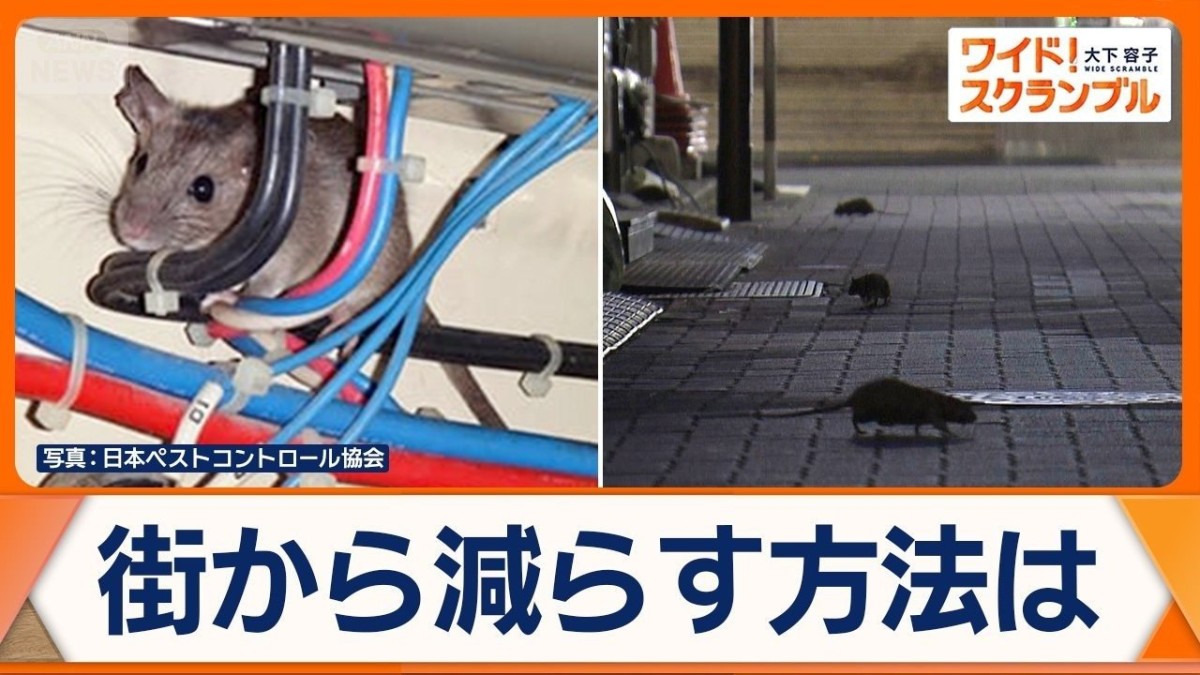 都内でネズミの相談増加　対策困難…電線かじられ火災も　住宅での被害を防ぐ方法とは