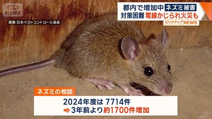 都内で増加しているネズミの相談