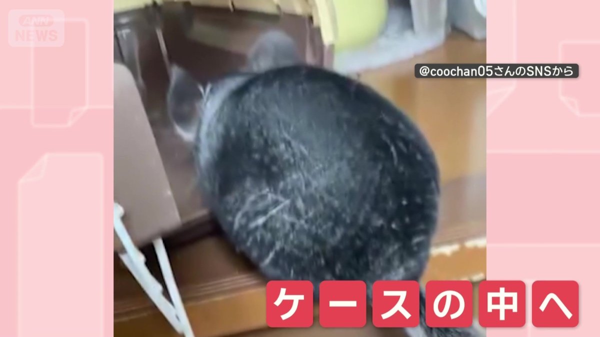 一目散にケースの中へ