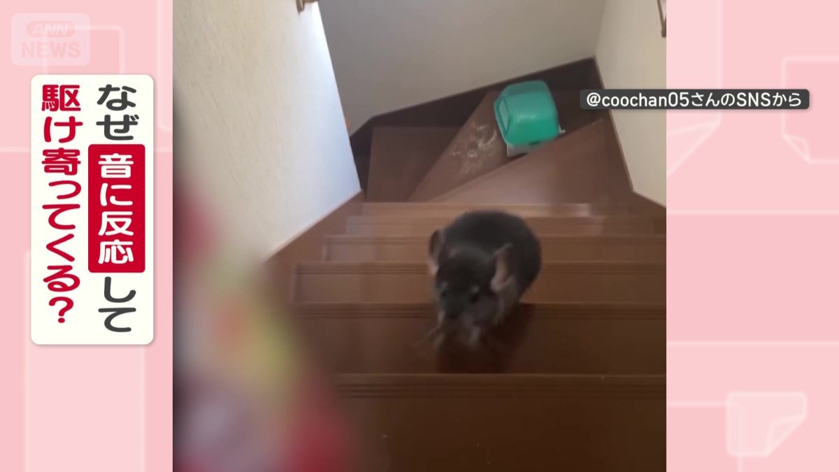 なぜ音に反応して駆け寄ってくる?