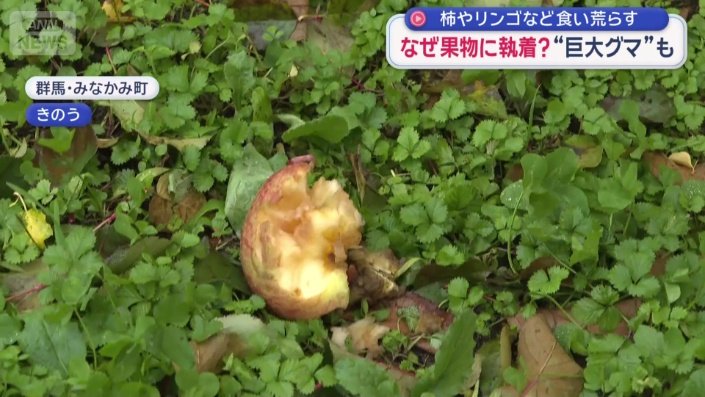 クマにかじられたリンゴ