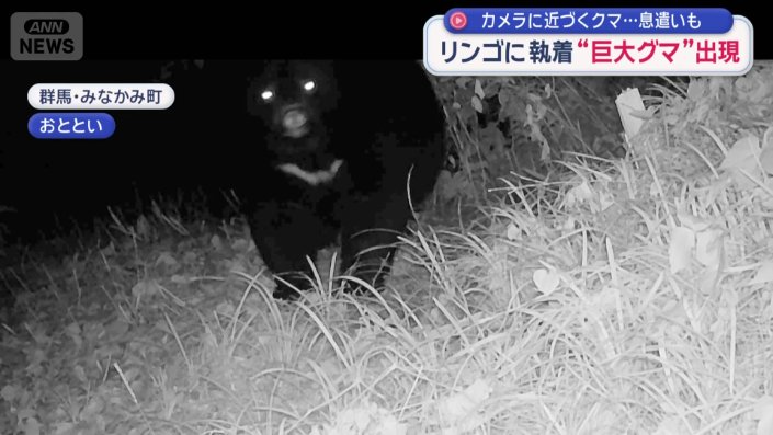 リンゴを頬張る巨大なクマ