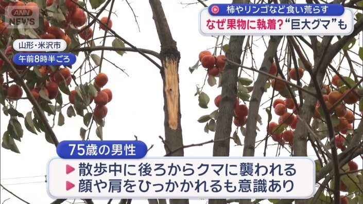 柿の木の近くにクマが出没