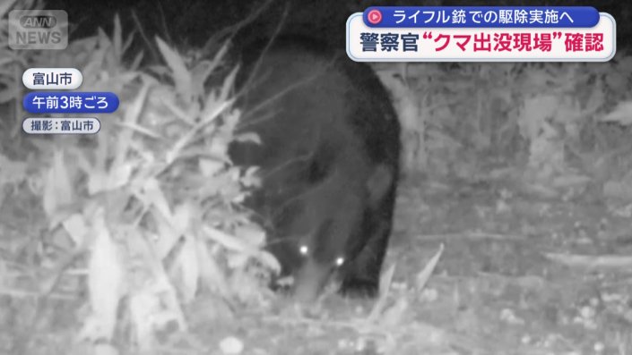 何かを食べているツキノワグマ