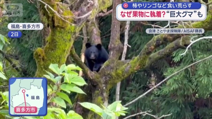 柿の木に居座るクマ