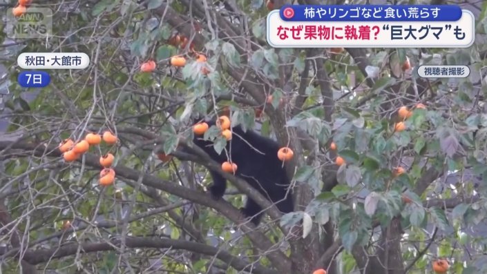 柿の木に登るクマ