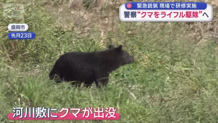 河川敷にクマが出没