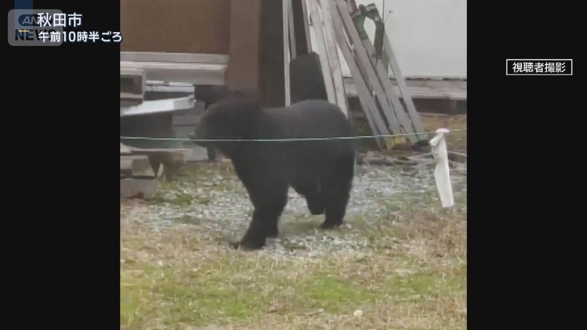 “ジビエ”は可能？クマの駆除急増で…焼却炉の処理能力超え