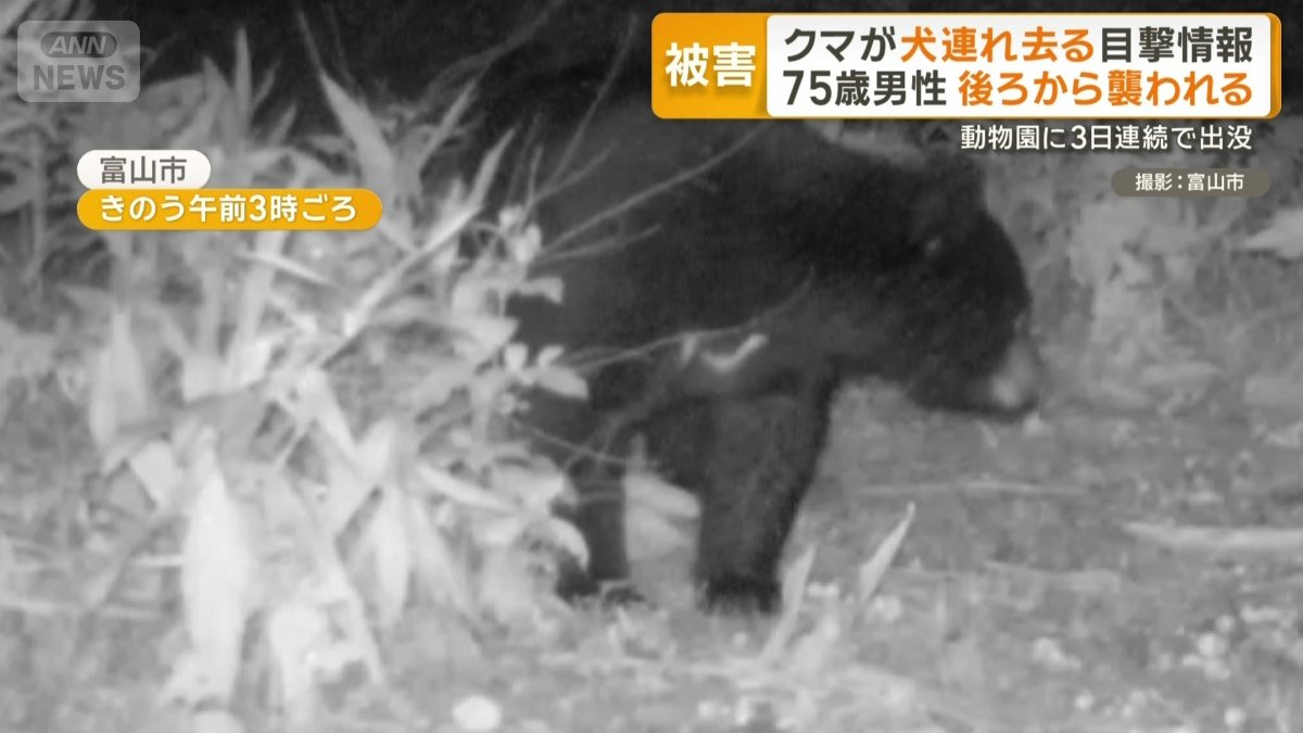 何かを食べる様子の大きなツキノワグマ