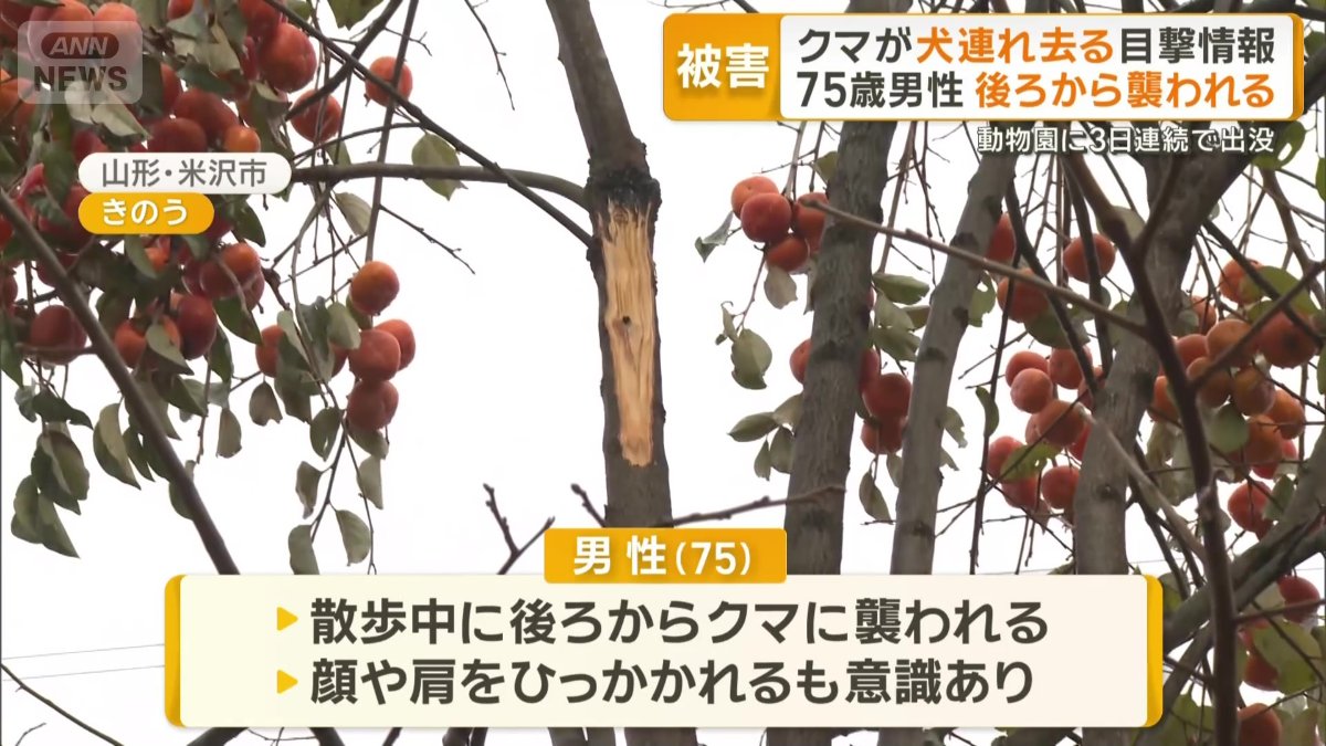 山形・米沢市では75歳男性がクマに襲われる