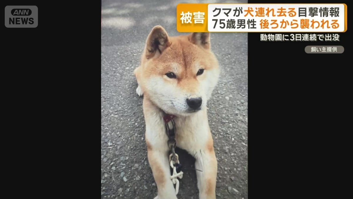 体長1.5ｍのクマに引きずられたという柴犬