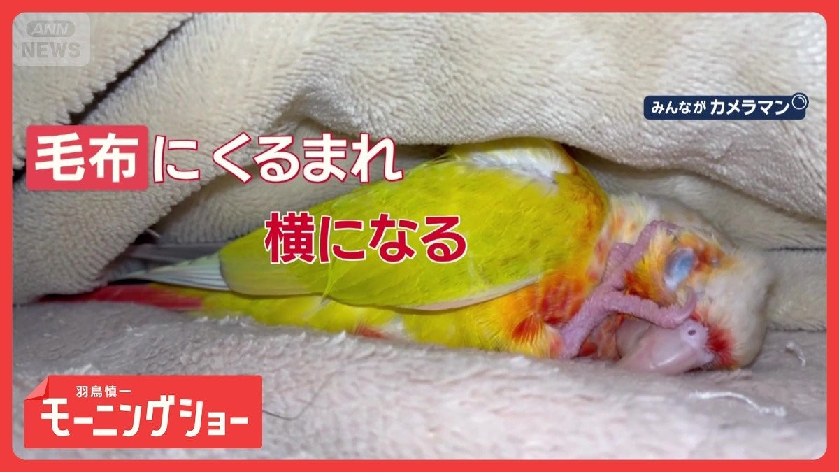 いつの間に？　毛布にくるまって横になり、ウトウト…　毛布で寝るインコさん　なぜ？