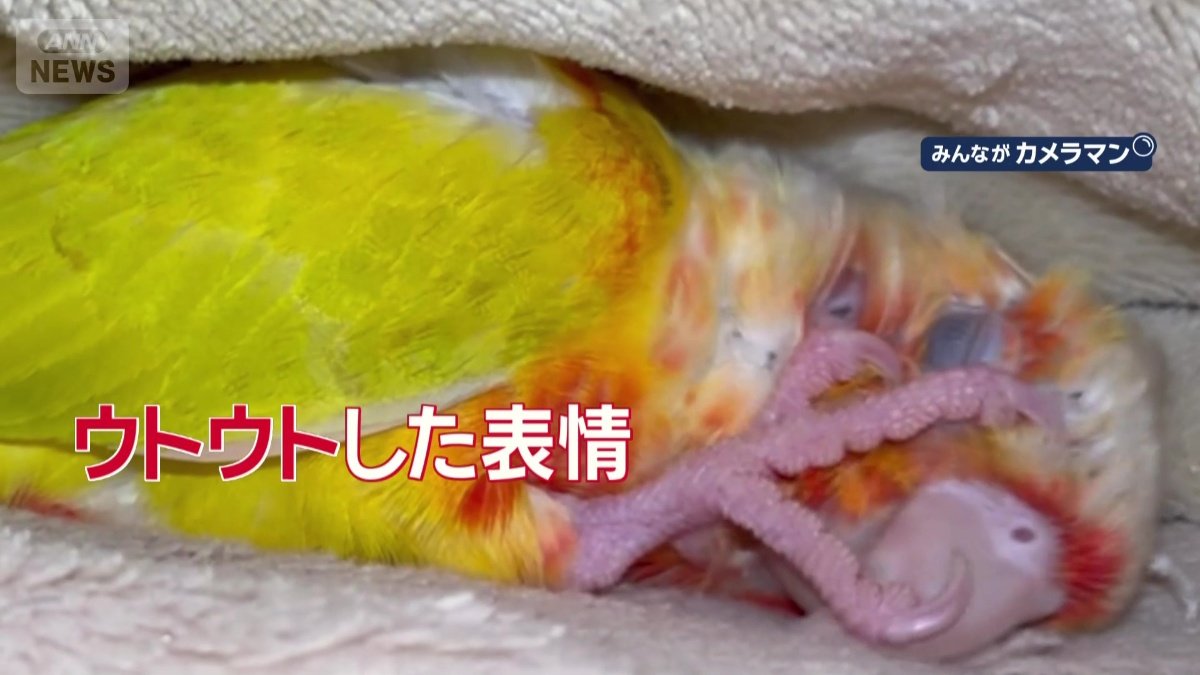 ウトウトした表情