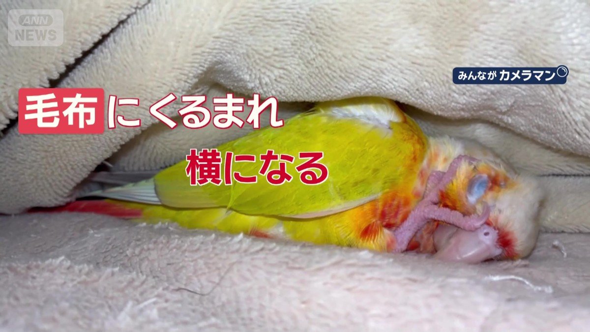 毛布にくるまれ、横になる