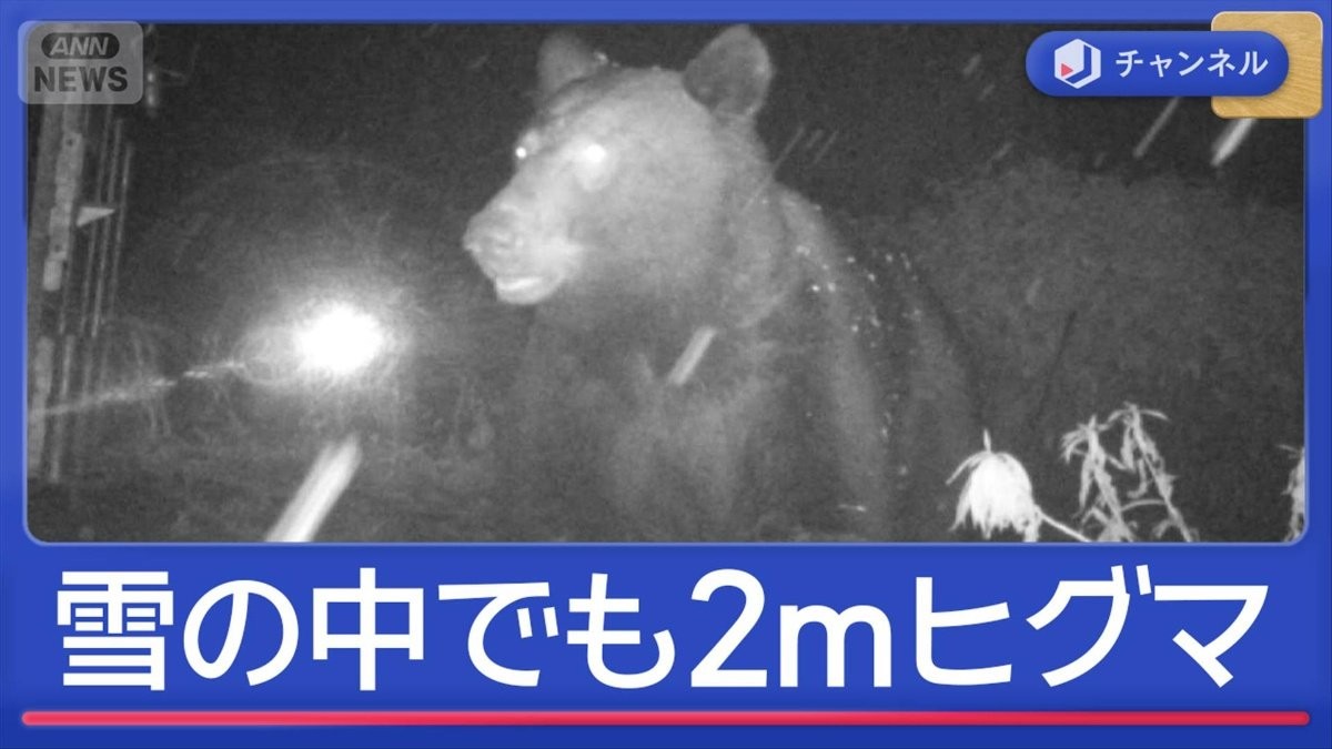 今年は“穴持たず”急増?眠らぬクマの現場