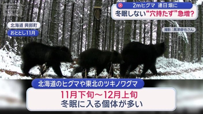 ツキノワグマは11月下旬から12月上旬くらいに冬眠に入る個体が多い