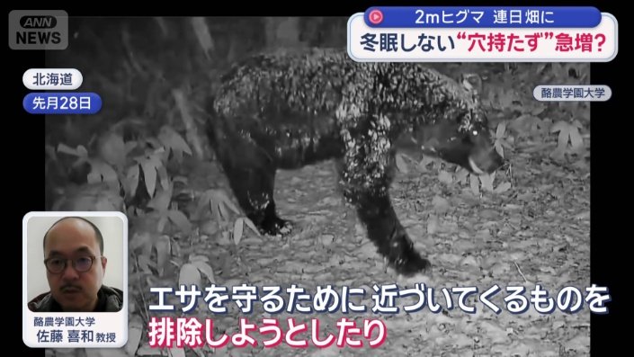冬眠に入らない“穴持たず”急増?