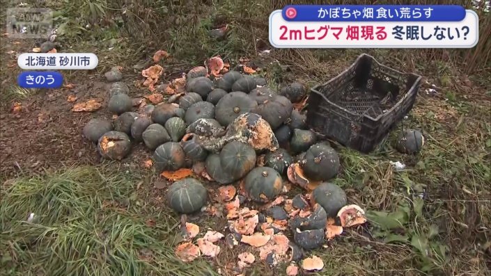 食い荒らされたカボチャ