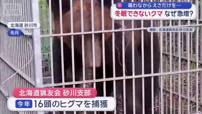 16頭のヒグマを捕獲