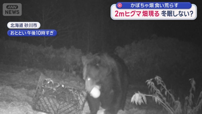 カボチャをくわえるヒグマ