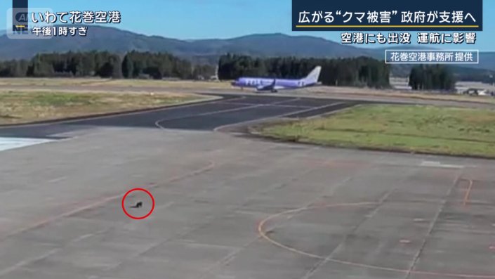 いわて花巻空港の駐機場で駆け回るクマ