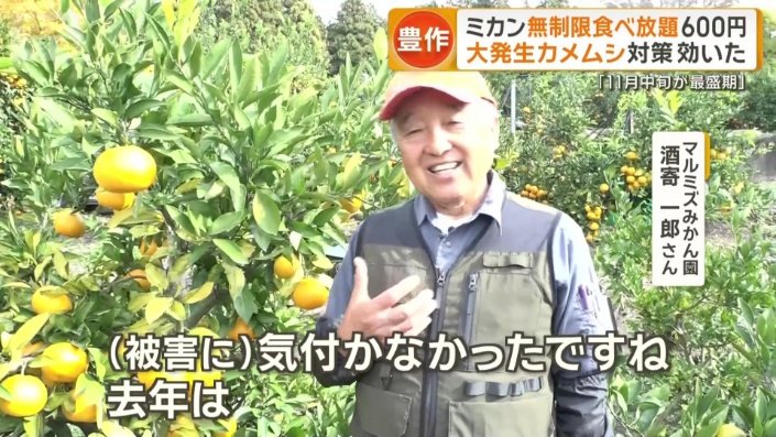 去年はカメムシが大量発生し不作