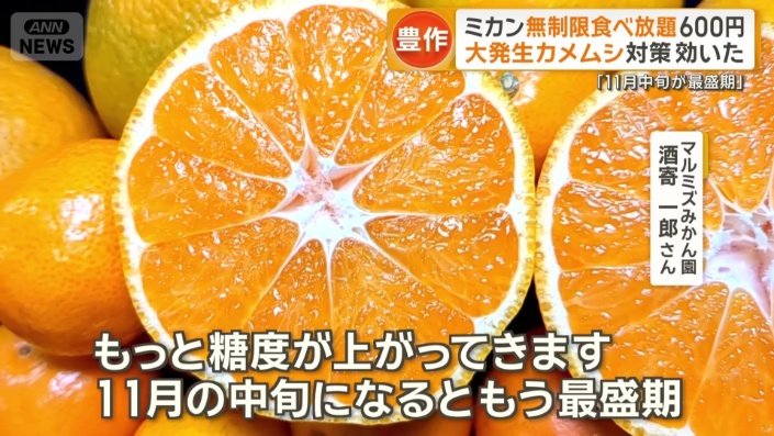 「甘みも増えて楽しいミカン狩りになる」