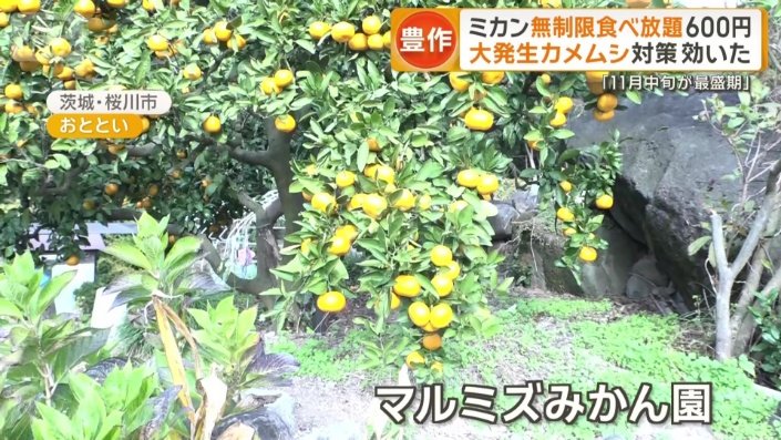 茨城県のミカン園