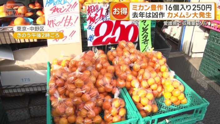 旬を迎えたミカン