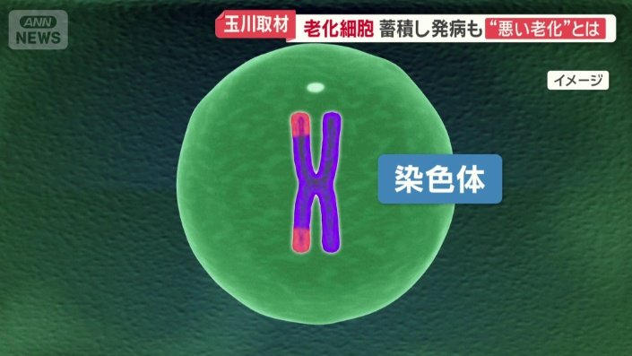染色体に傷が入るなどの理由で分裂できなくなり老化