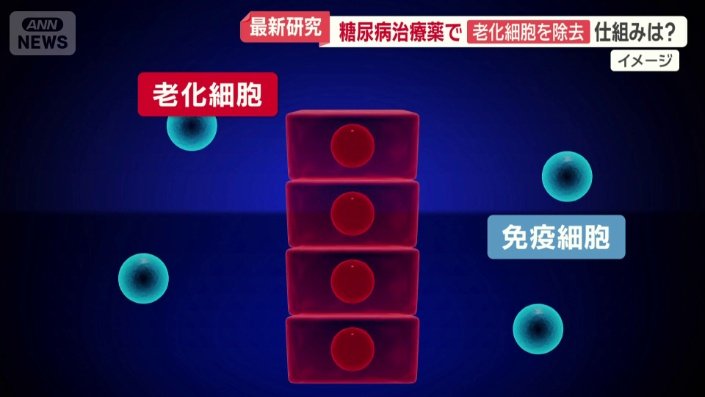 免疫細胞によって老化細胞が除去される