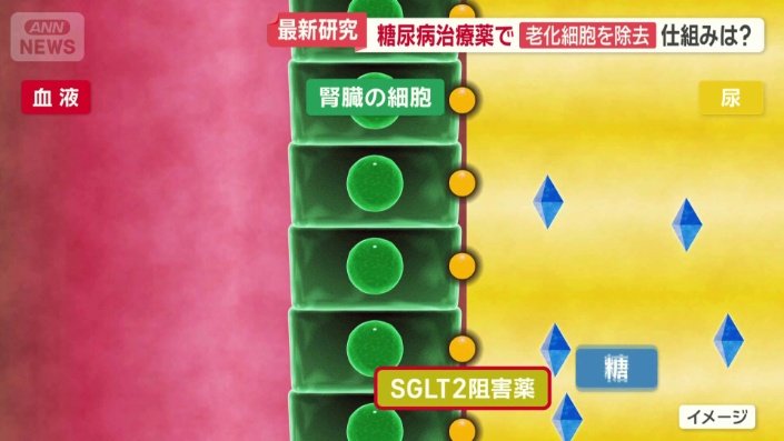糖を排出する仕組みに注目